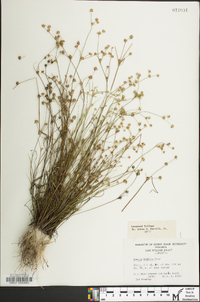 Juncus debilis image