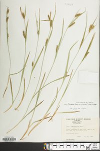 Carex glaucodea image