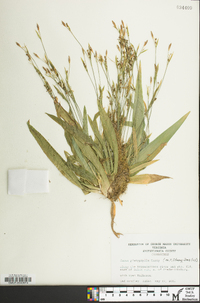 Carex platyphylla image