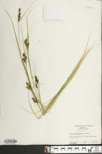 Carex caroliniana image