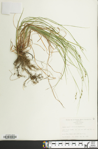 Carex swanii image