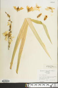 Yucca filamentosa image