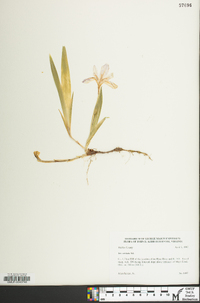 Iris cristata image