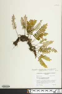 Pleopeltis polypodioides subsp. michauxiana image