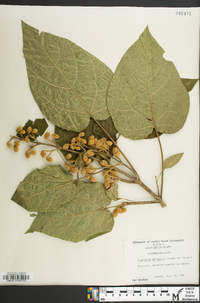 Paulownia tomentosa image