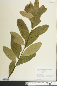 Quercus imbricaria image