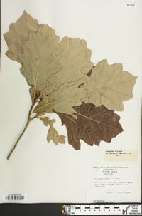 Quercus bicolor image