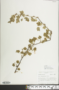Ribes rotundifolium image