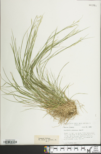 Danthonia compressa image