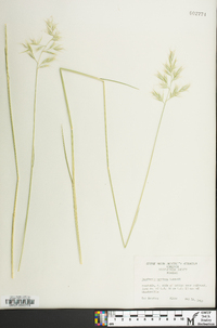 Danthonia sericea image