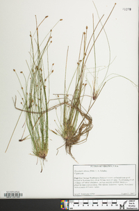 Asclepias amplexicaulis image