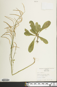 Borodinia canadensis image