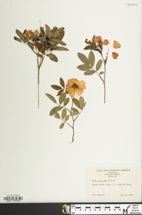 Rosa palustris image