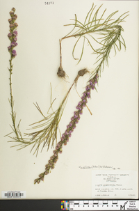 Liatris pilosa image