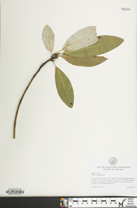 Magnolia virginiana image