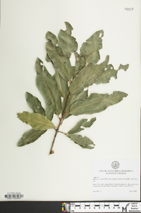 Quercus x rudkinii image