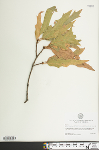 Quercus x heterophylla image