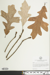 Quercus x substellata image