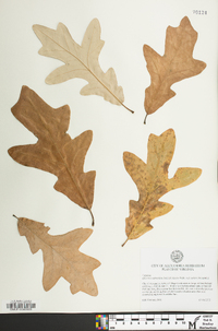 Quercus x substellata image