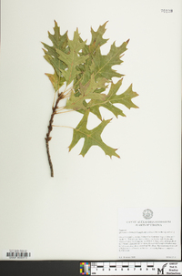 Quercus x columnaris image