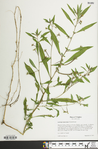 Ludwigia leptocarpa image