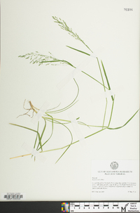 Poa sylvestris image