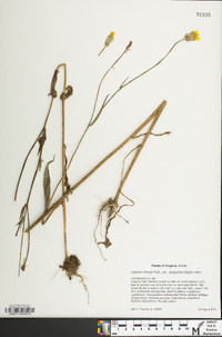 Lactuca hirsuta image