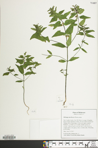 Melampyrum lineare image