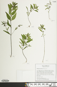 Melampyrum lineare image