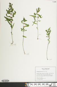 Melampyrum lineare image