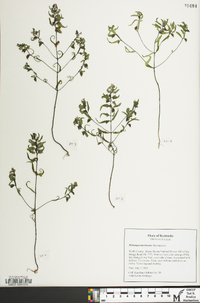 Melampyrum lineare image