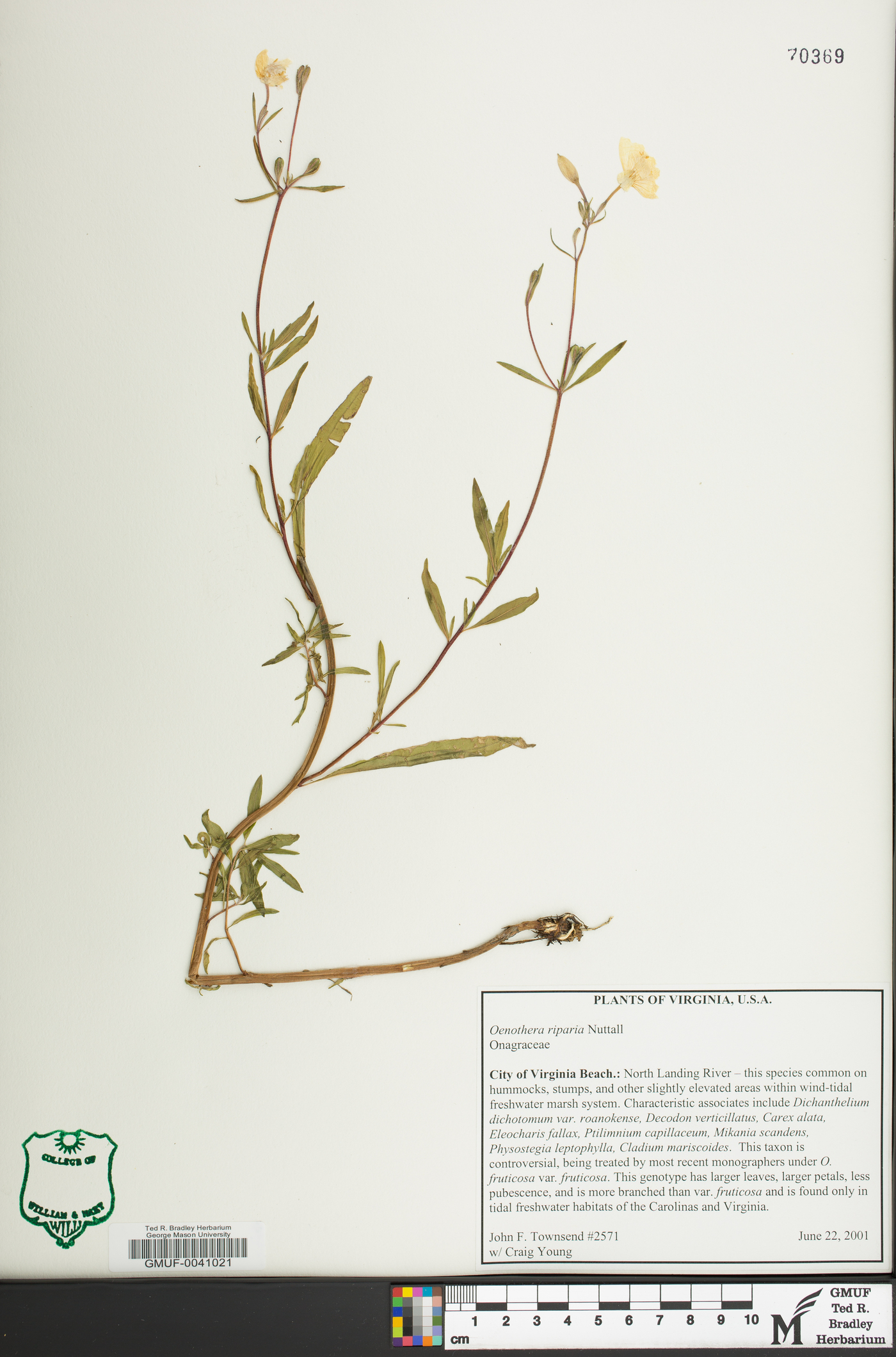 Oenothera riparia image