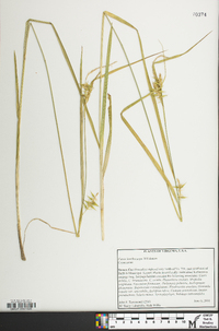 Carex lonchocarpa image