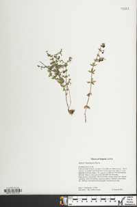 Galium hispidulum image