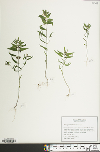 Melampyrum lineare image