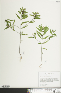 Melampyrum lineare image