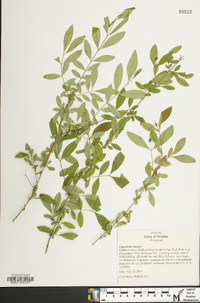 Ligustrum sinense image