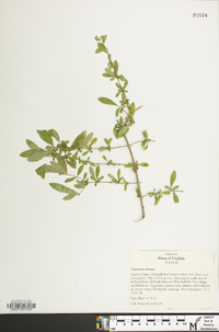 Ligustrum sinense image