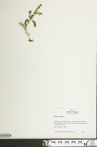 Elodea nuttallii image