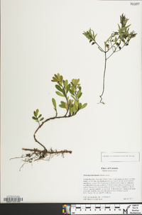 Melampyrum lineare image