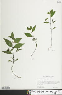 Melampyrum lineare image