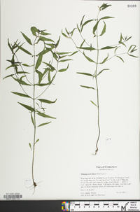 Melampyrum lineare image