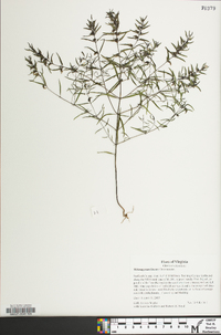 Melampyrum lineare image