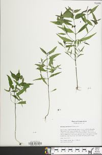 Melampyrum lineare image