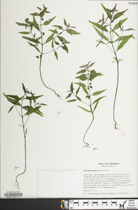 Melampyrum lineare image