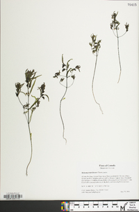 Melampyrum lineare image