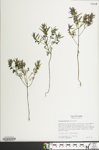 Melampyrum lineare image