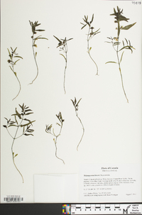 Melampyrum lineare image