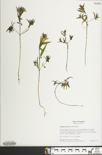 Melampyrum lineare image