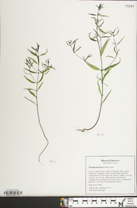 Melampyrum lineare image